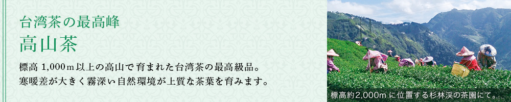高山茶