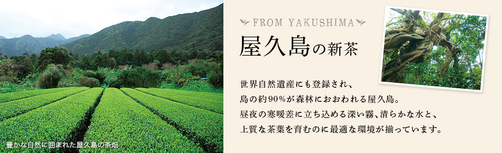 屋久島の新茶