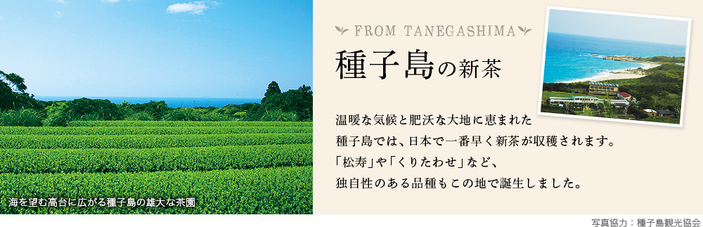 種子島の新茶