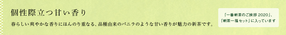 種子島新茶 松寿 2020