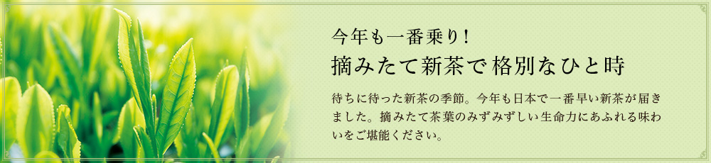 摘みたて新茶で格別なひと時