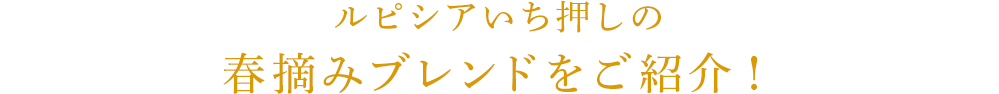 ルピシアいち押しの春摘みブレンドをご紹介!