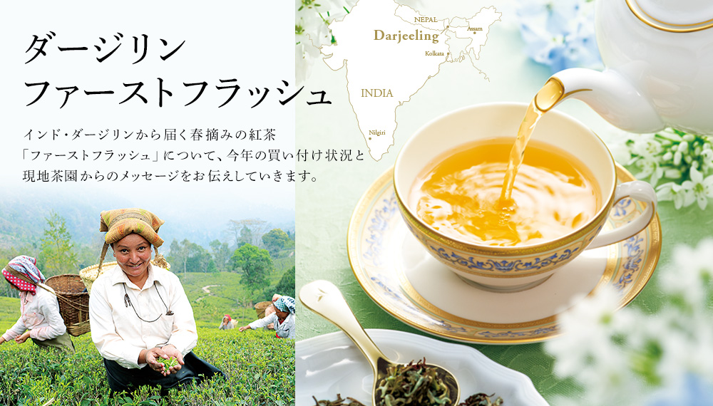 Lupicia ダージリン ファーストフラッシュ Lupicia Online Store 世界のお茶専門店 ルピシア 紅茶 緑茶 烏龍茶 ハーブ