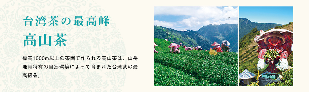台湾茶の最高峰 高山茶