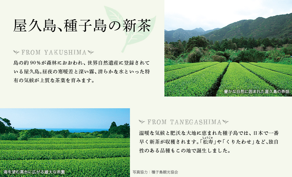 屋久島、種子島の新茶