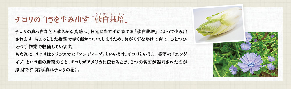 チコリのオーブン焼き